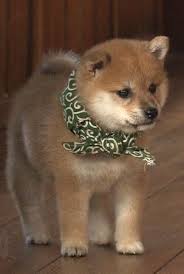 「僕ら、超ハッピーです！」柴犬たくさん家族の、あまりにも可愛い画像集！