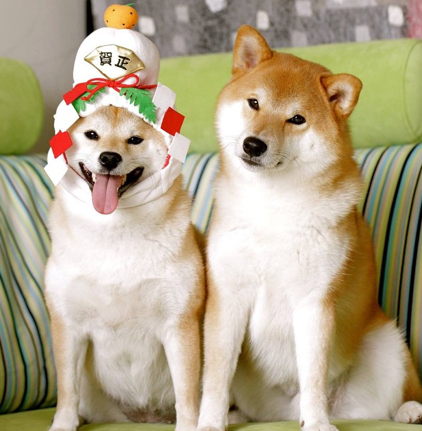 「僕ら、超ハッピーです！」柴犬たくさん家族の、あまりにも可愛い画像集！