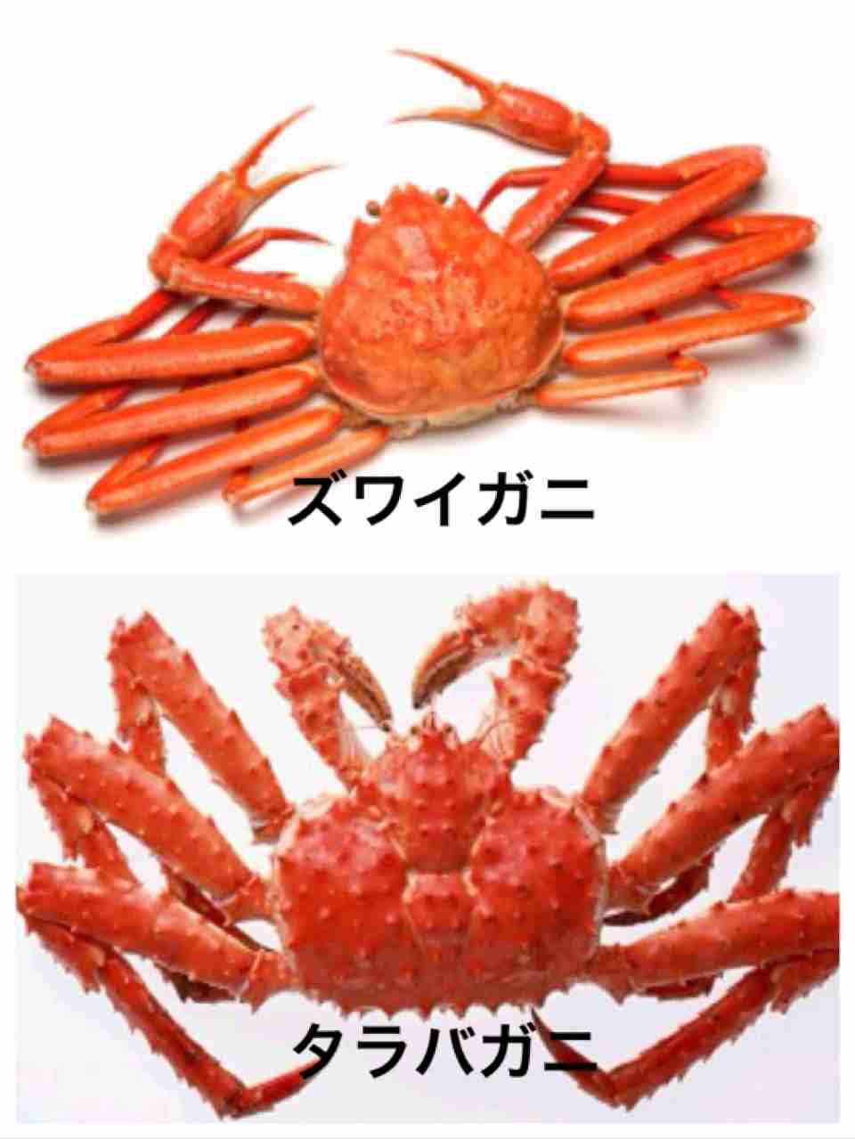本当にどうでもいい豆知識を言い合うトピ