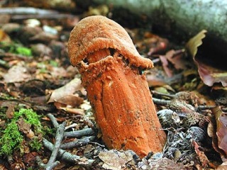【下ネタ注意】“アレ”にしか見えないあなたは心が汚れている？　サンゴの箸置きが卑猥な件…