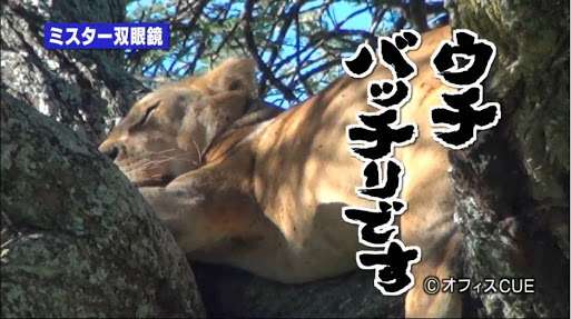 15頭のライオンたちが高い木に登ってガクブル。彼らを脅かした捕食者はいったい?(タンザニア)