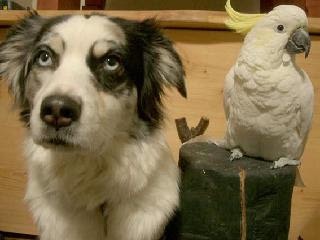 鳥の画像を貼っていく