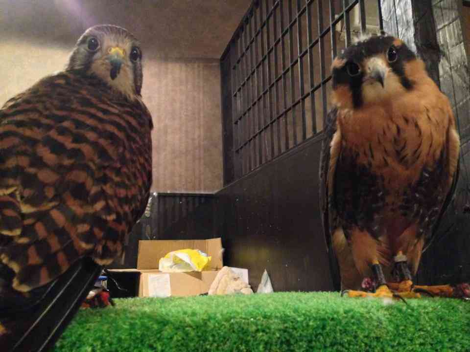 鳥の画像を貼っていく