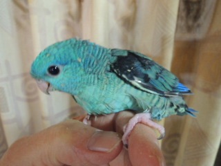 鳥の画像を貼っていく