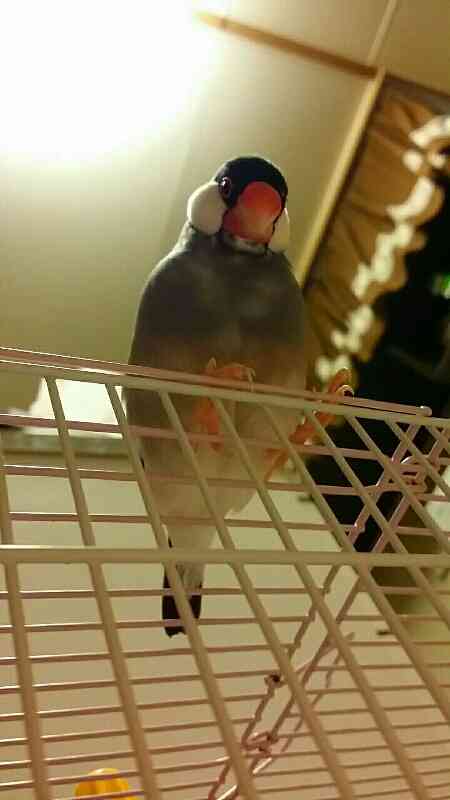 鳥の画像を貼っていく