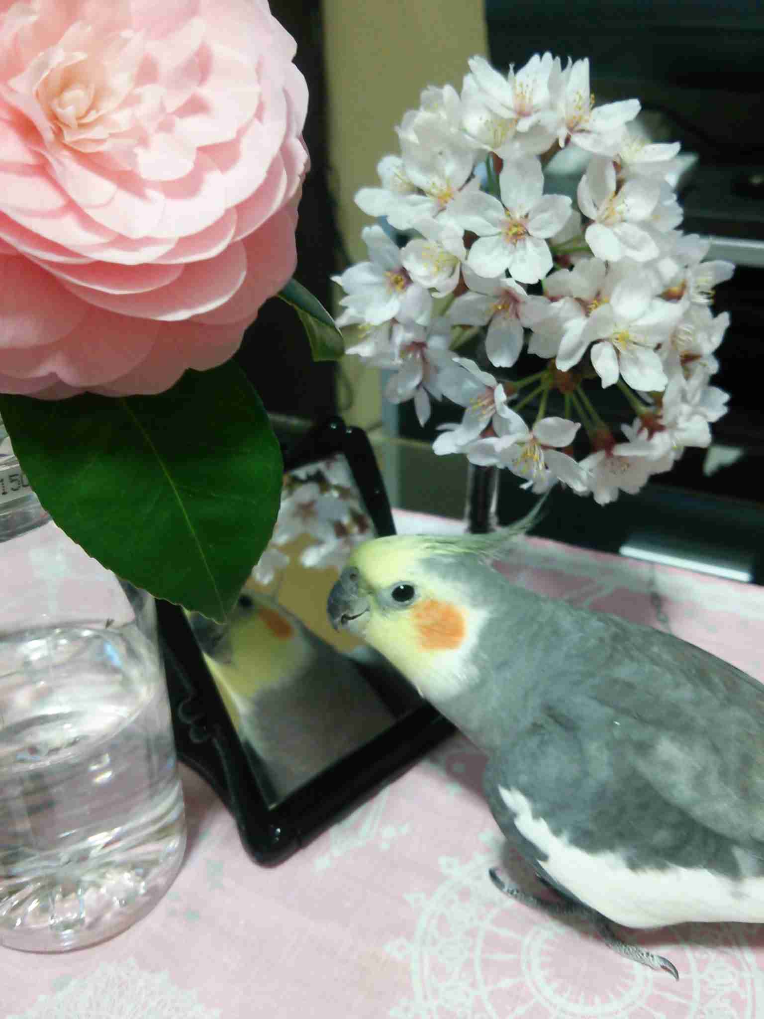 鳥の画像を貼っていく