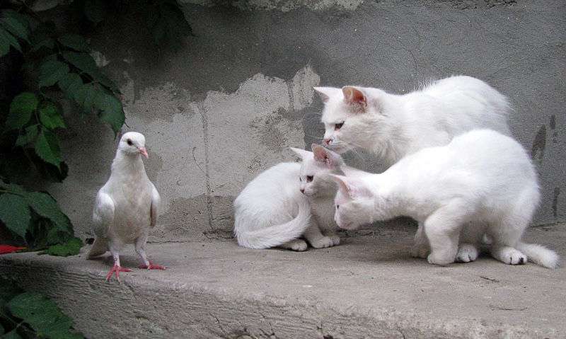 鳥の画像を貼っていく