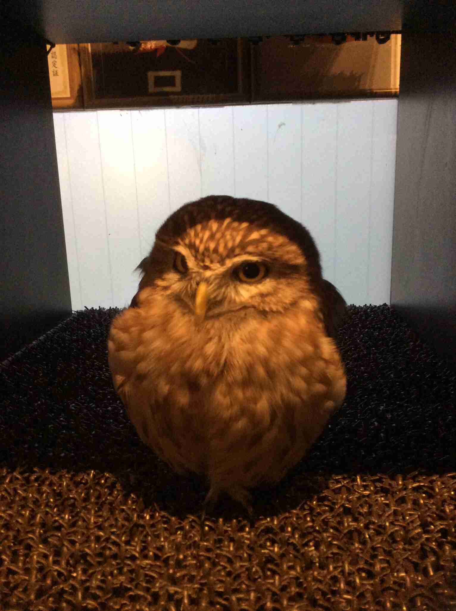 鳥の画像を貼っていく