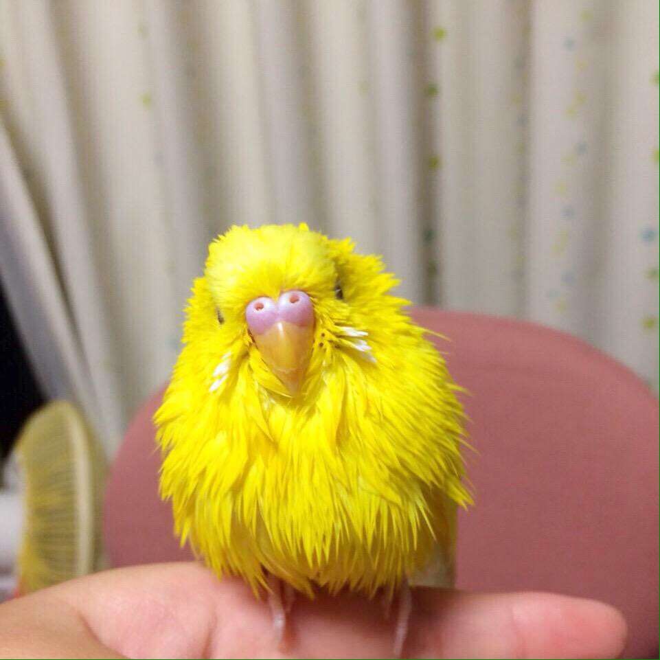 鳥の画像を貼っていく