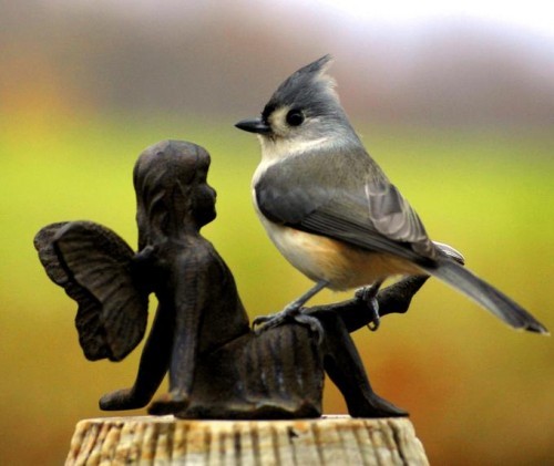 鳥の画像を貼っていく