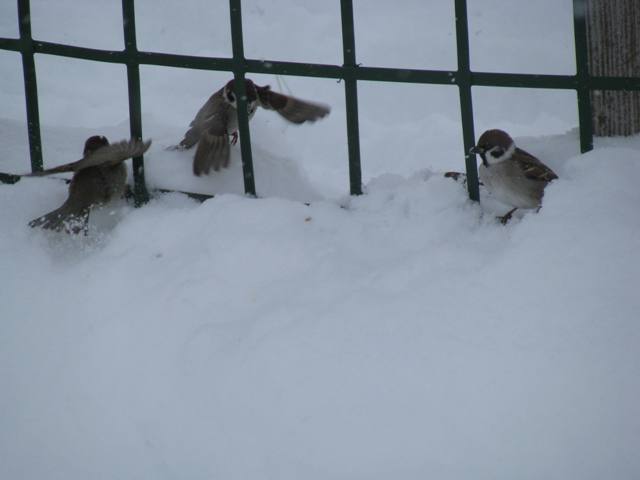 鳥の画像を貼っていく