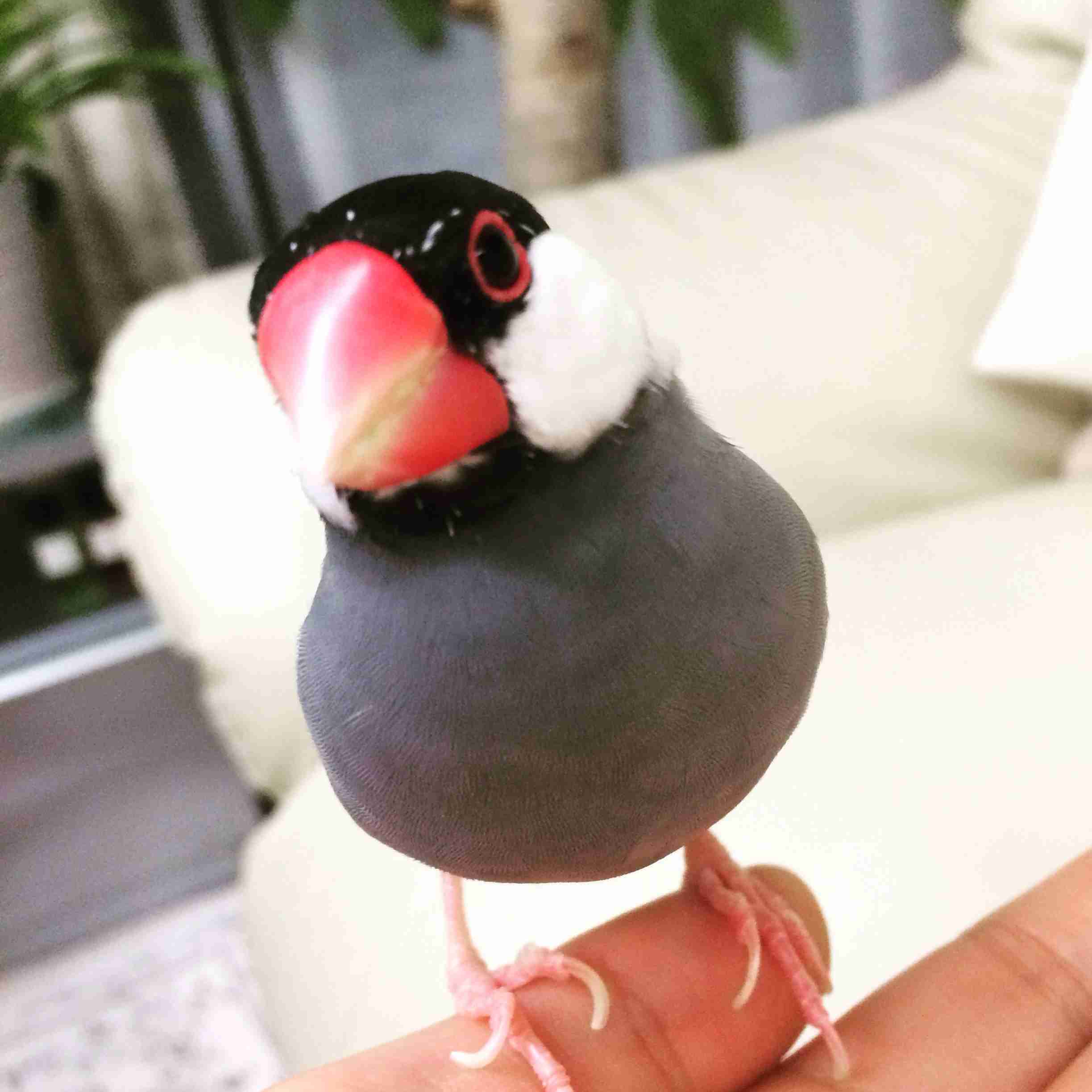 鳥の画像を貼っていく