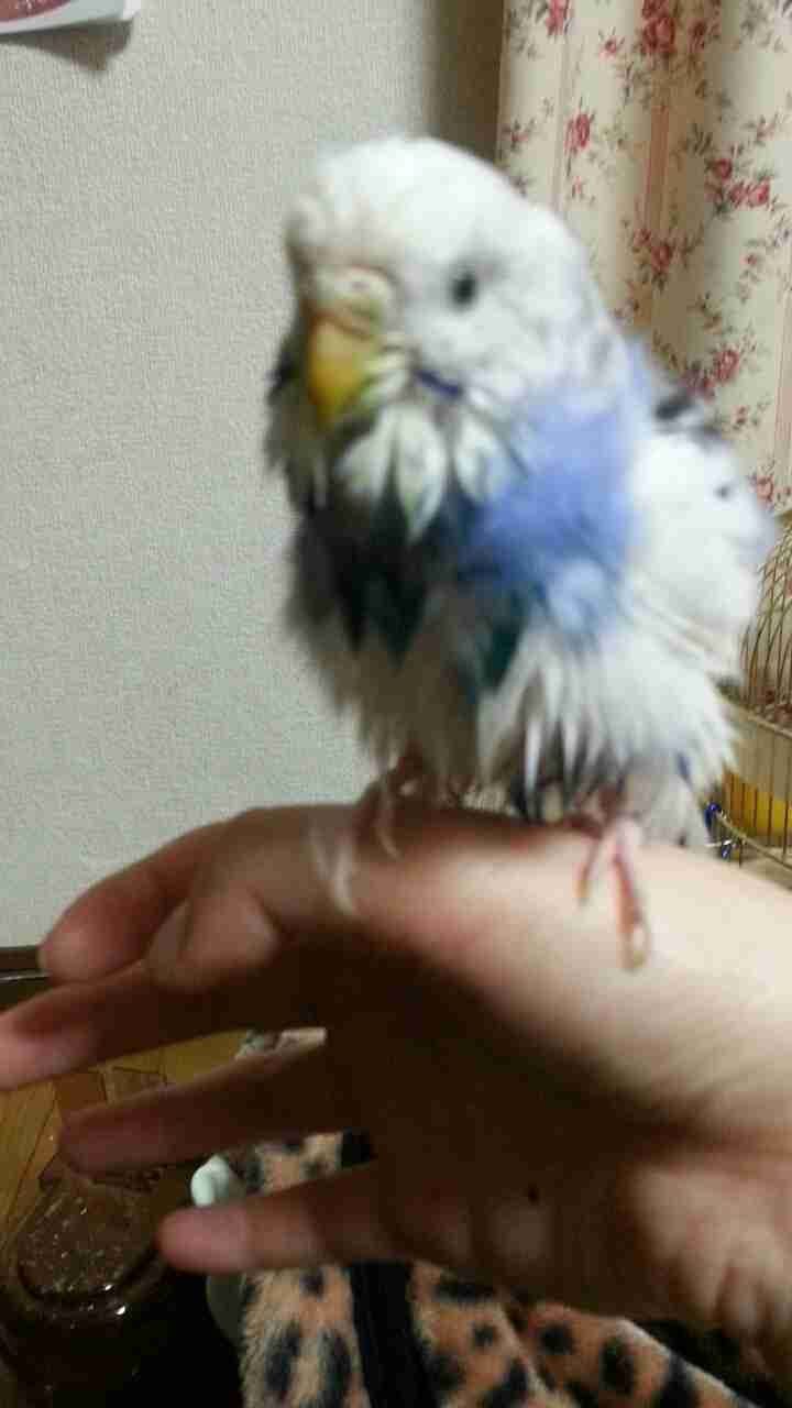 鳥の画像を貼っていく