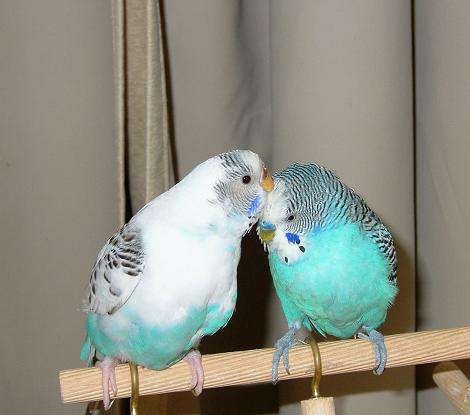 鳥の画像を貼っていく