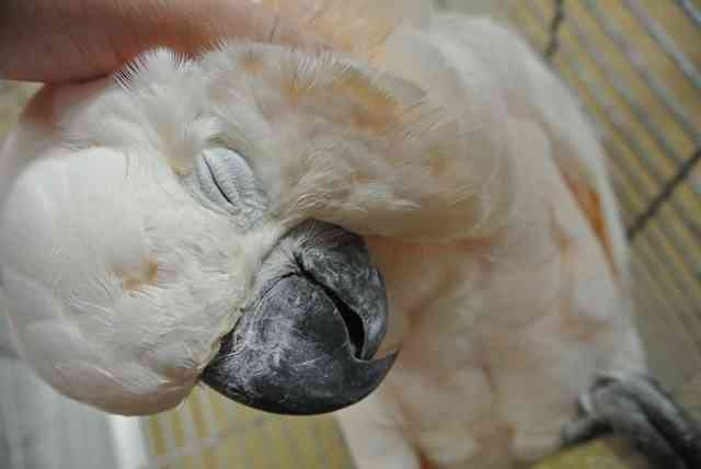 鳥の画像を貼っていく