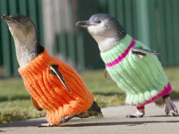 鳥の画像を貼っていく