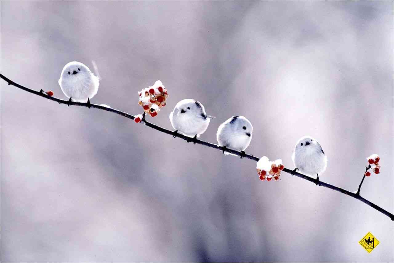 鳥の画像を貼っていく