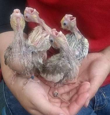 鳥の画像を貼っていく
