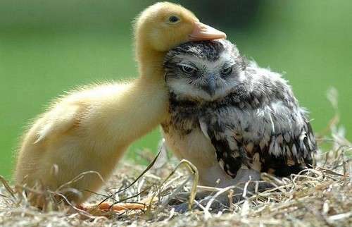 鳥の画像を貼っていく