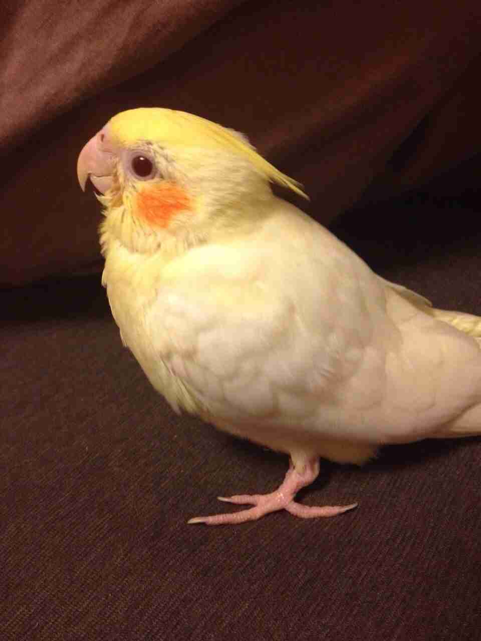 鳥の画像を貼っていく