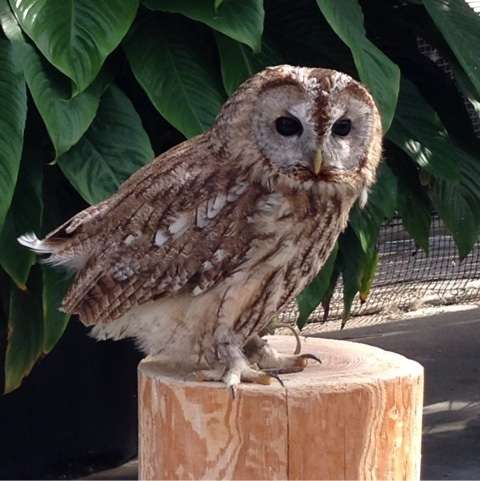 鳥の画像を貼っていく
