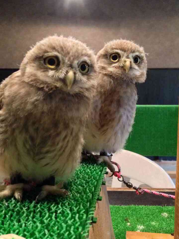 鳥の画像を貼っていく