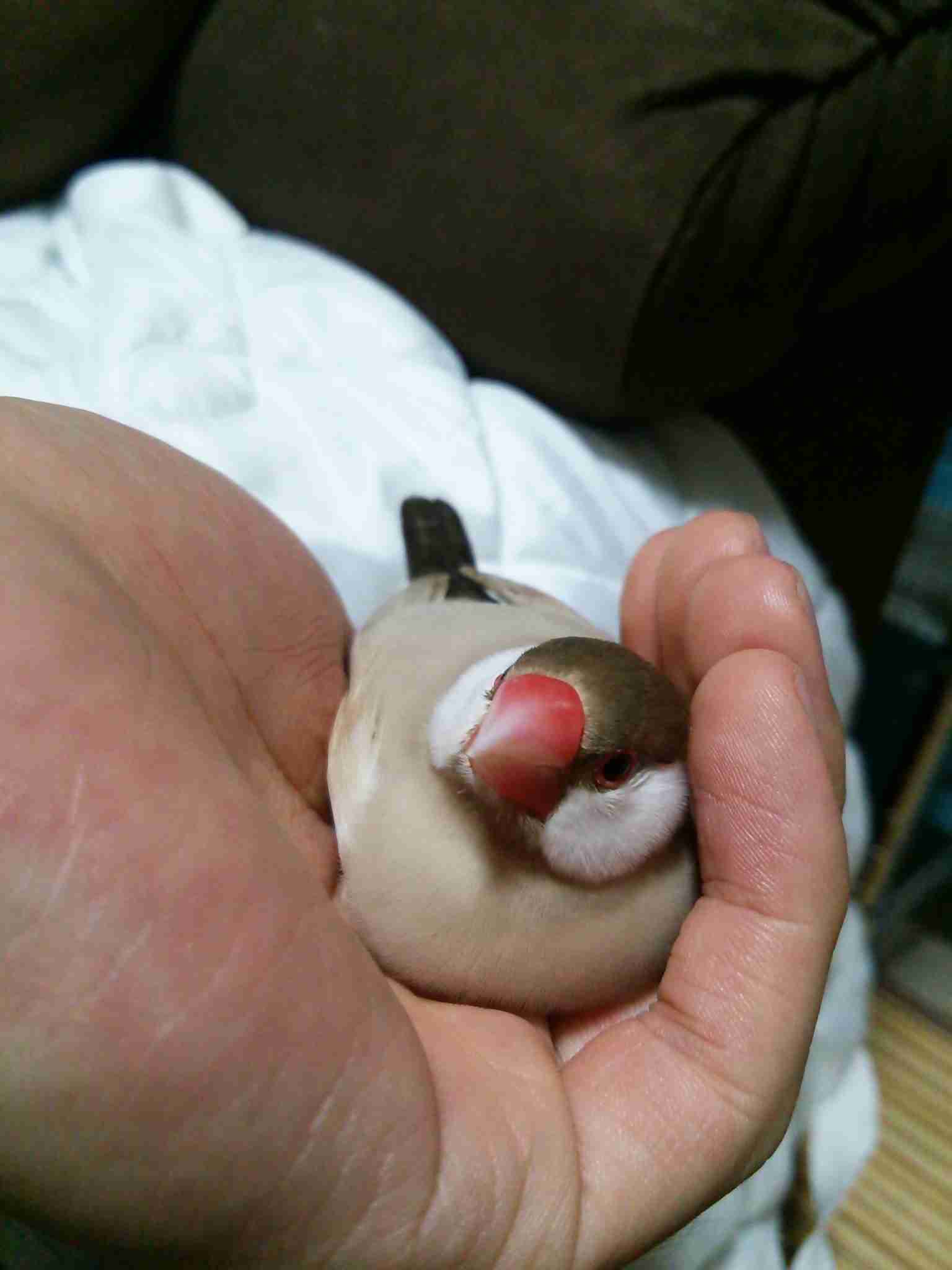 鳥の画像を貼っていく