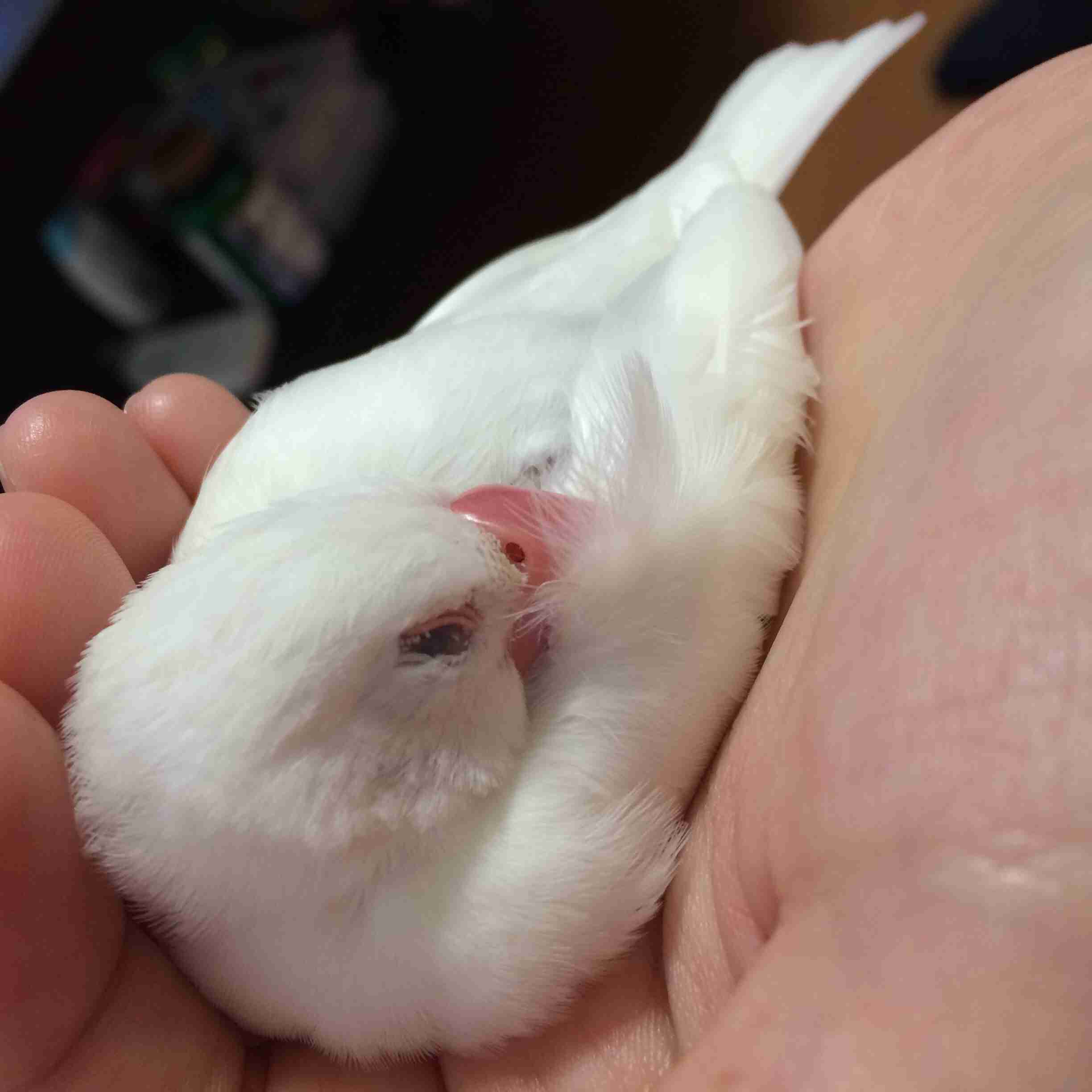 鳥の画像を貼っていく