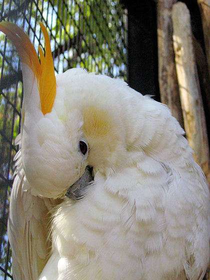 鳥の画像を貼っていく