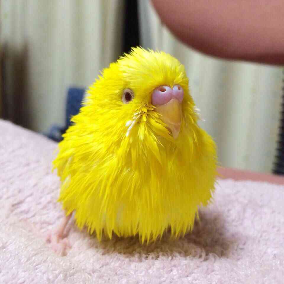 鳥の画像を貼っていく