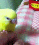 鳥の画像を貼っていく