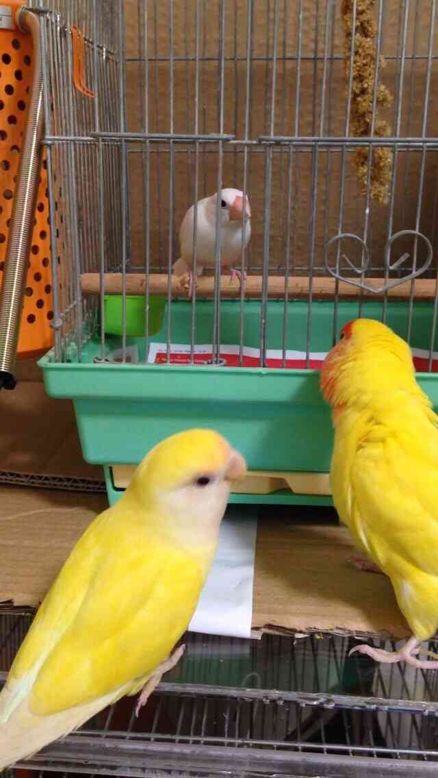 鳥の画像を貼っていく
