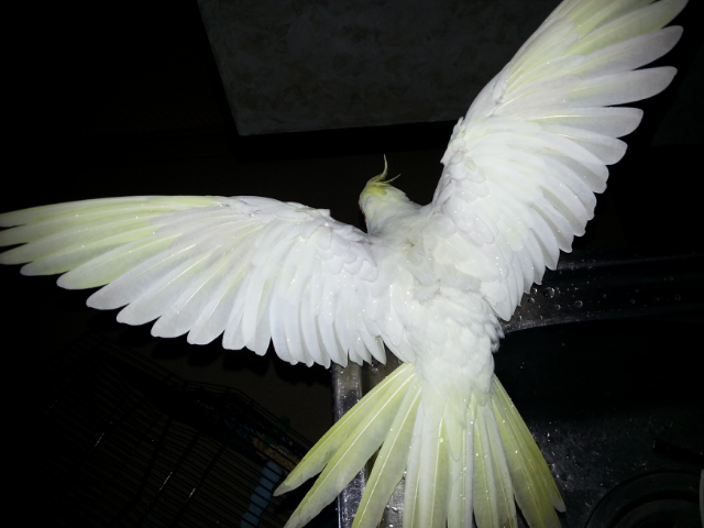 鳥の画像を貼っていく