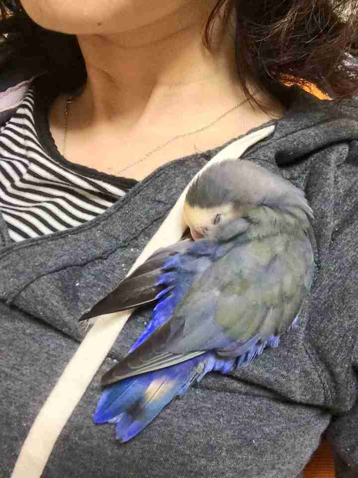 鳥の画像を貼っていく
