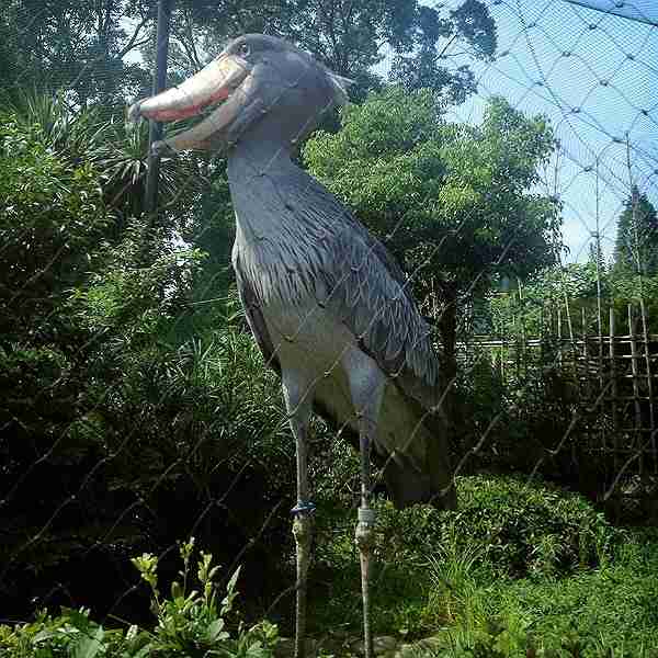 鳥の画像を貼っていく