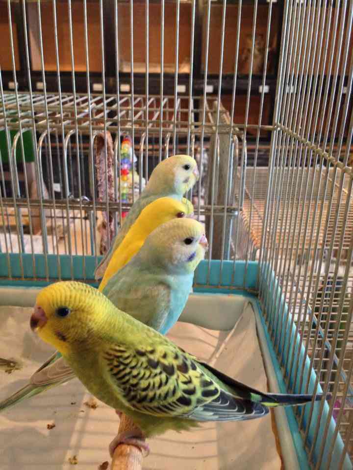 鳥の画像を貼っていく