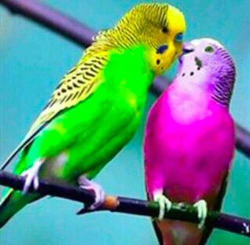 旦那と1日何回どんなときにキスしますか？