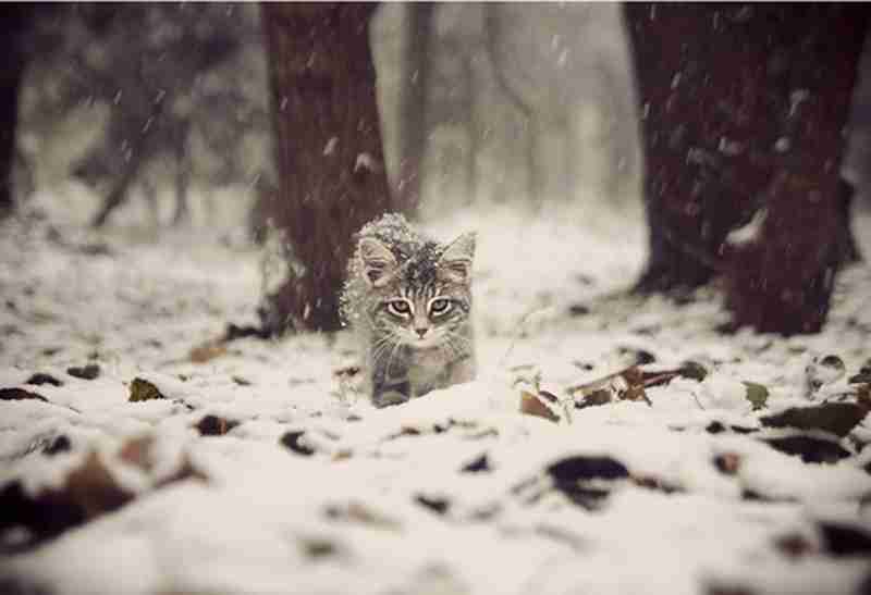 雪景色の写真を見て涼むトピ