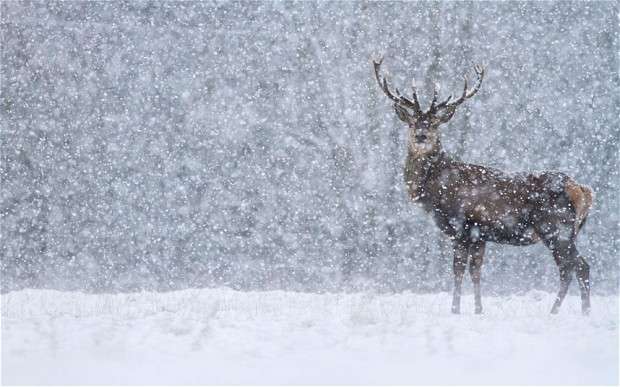 雪景色の写真を見て涼むトピ