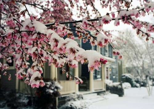雪景色の写真を見て涼むトピ