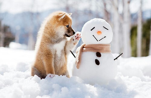 雪景色の写真を見て涼むトピ
