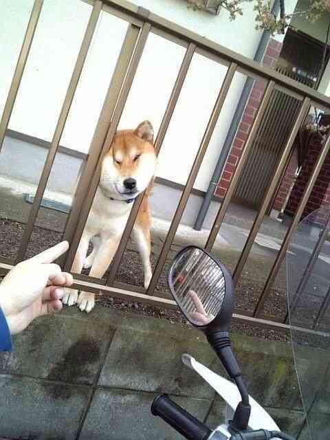 「アホだなぁ」と思うペットの行動