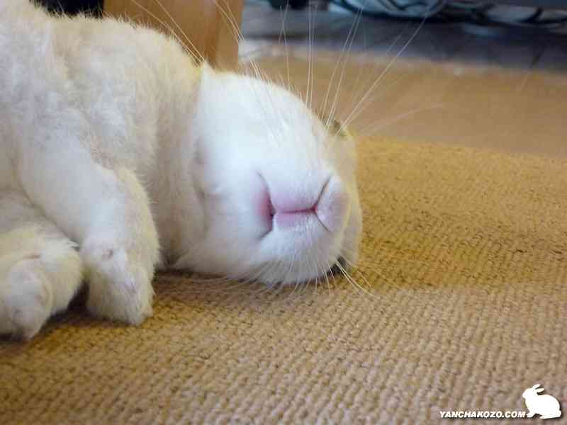 「アホだなぁ」と思うペットの行動