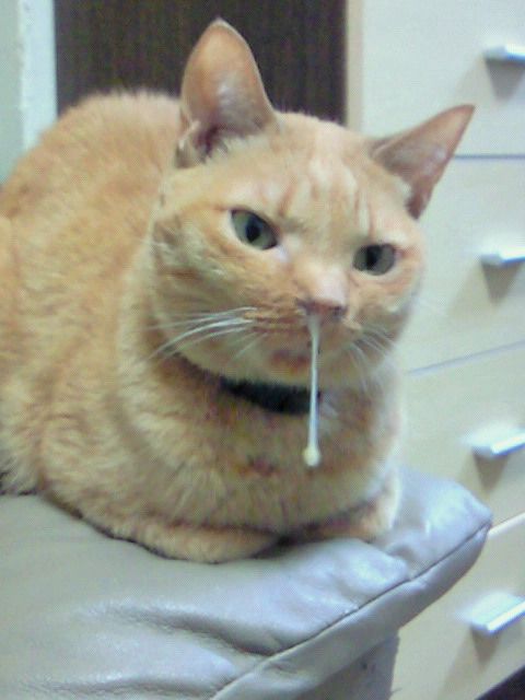 華原朋美が大胆“手ブラ”披露、「週刊プレイボーイ」グラビア喜ぶ。