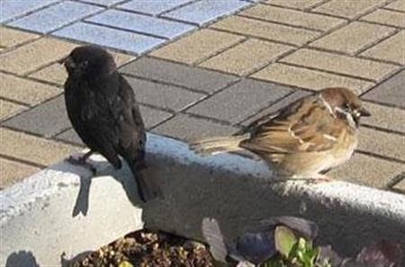 どんな動物でもカラス族にはかなわない。いきなり尻尾を引っ張られて弄ばれる動物たちの画像