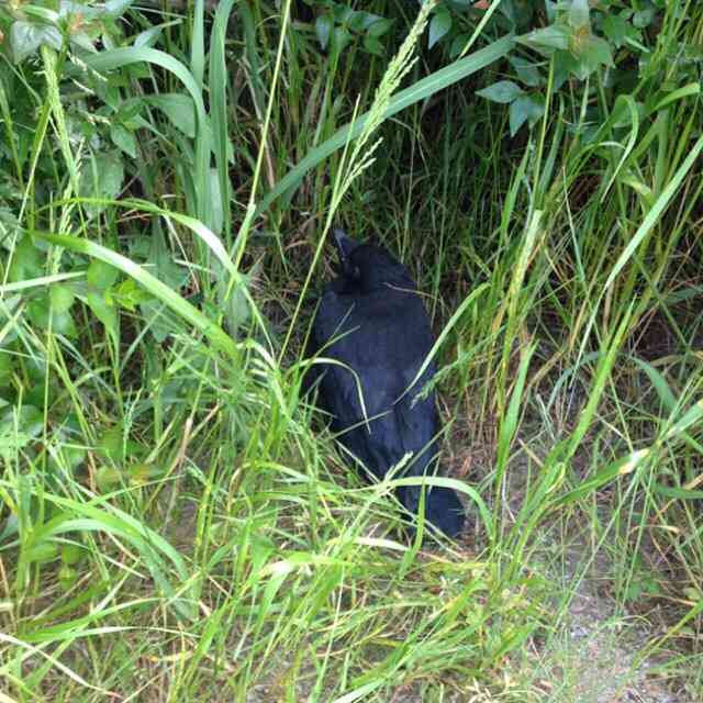 どんな動物でもカラス族にはかなわない。いきなり尻尾を引っ張られて弄ばれる動物たちの画像