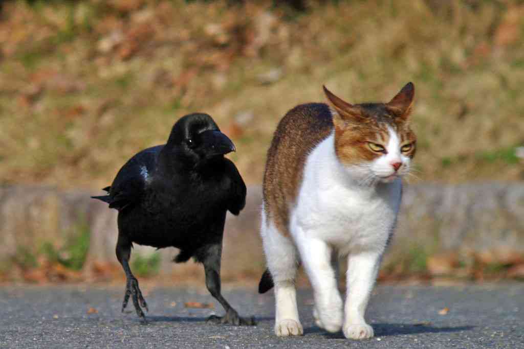 どんな動物でもカラス族にはかなわない。いきなり尻尾を引っ張られて弄ばれる動物たちの画像