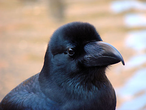 どんな動物でもカラス族にはかなわない。いきなり尻尾を引っ張られて弄ばれる動物たちの画像