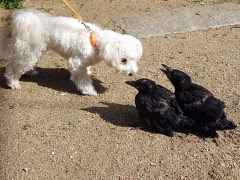 どんな動物でもカラス族にはかなわない。いきなり尻尾を引っ張られて弄ばれる動物たちの画像