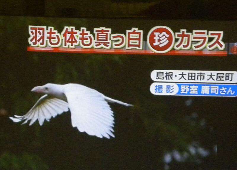 どんな動物でもカラス族にはかなわない。いきなり尻尾を引っ張られて弄ばれる動物たちの画像